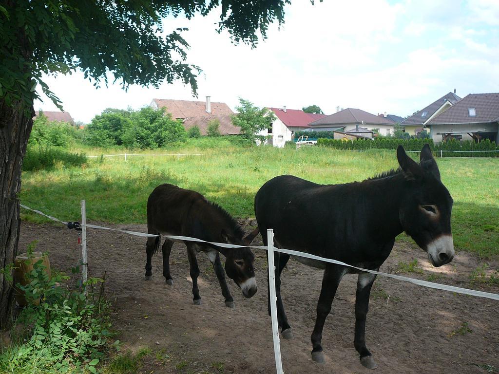 Penzion U Stoly Usilne Exterior foto